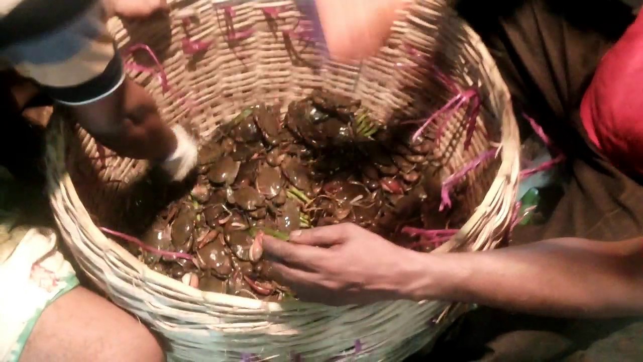 Huge Crabs Processing For Export | Nolvoge,Uttara | Dhaka