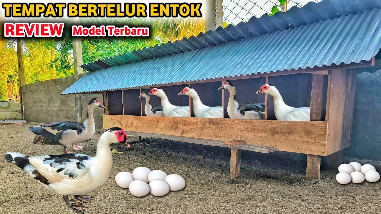 Review Tempat Bertelur Entok - Terbuat Dari Bahan Bekas 