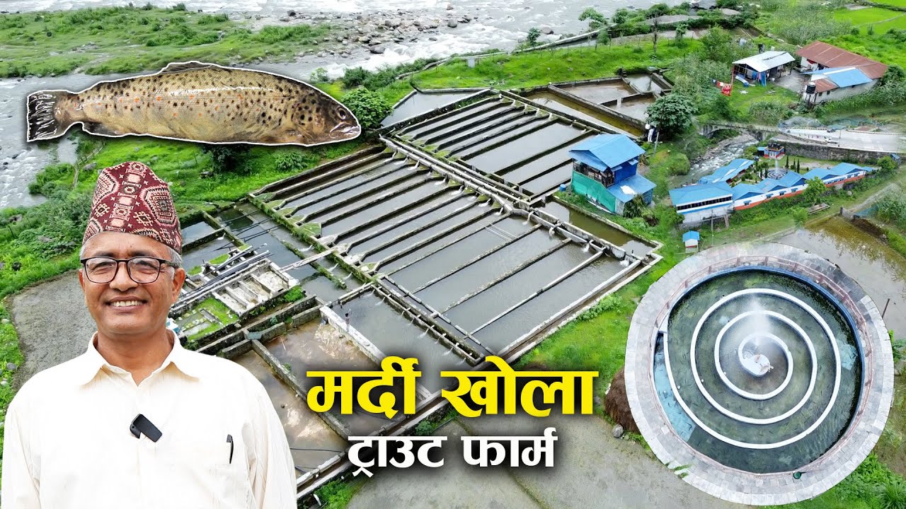 आफ्नै आउटलेट सहितको ट्राउट फार्म - Mardi khola rainbow trout farm || Rudra Nath Poudel