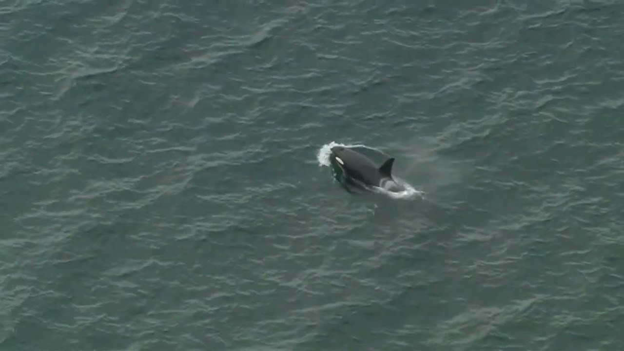 Orcas near Seattle's Alki Beach Friday
