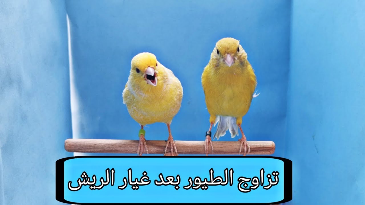 هل يمكن تزاوج طيور الكناري مباشرة بعد خروجها من مرحلة غيار الريش ؟