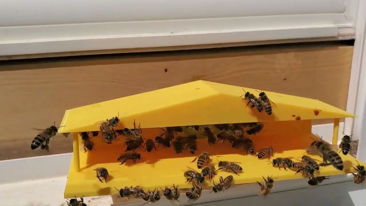 #3 Indoor bee hive