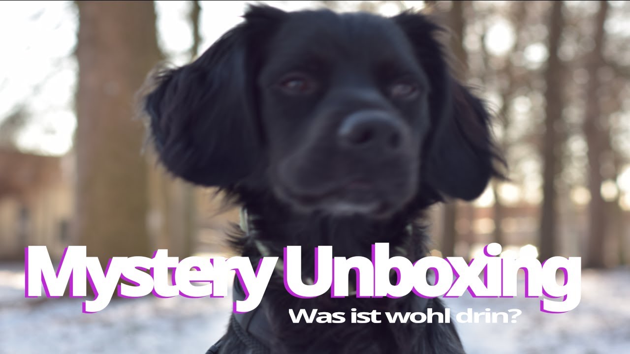  Mystery Unboxing 🧐 mit MAX🐶 | Kurzvideo | #unboxing #hund 