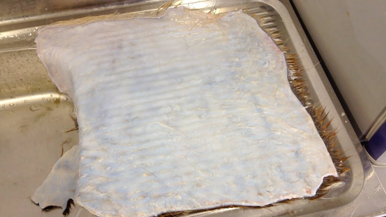 鹿革の鞣し方　番外編２−１　除肉〜鞣し液に漬ける