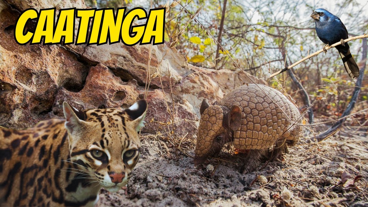 ANIMAIS INCRÍVEIS DA CAATINGA BRASILEIRA EXPLORANDO A FAUNA ÚNICA DO SERTÃO