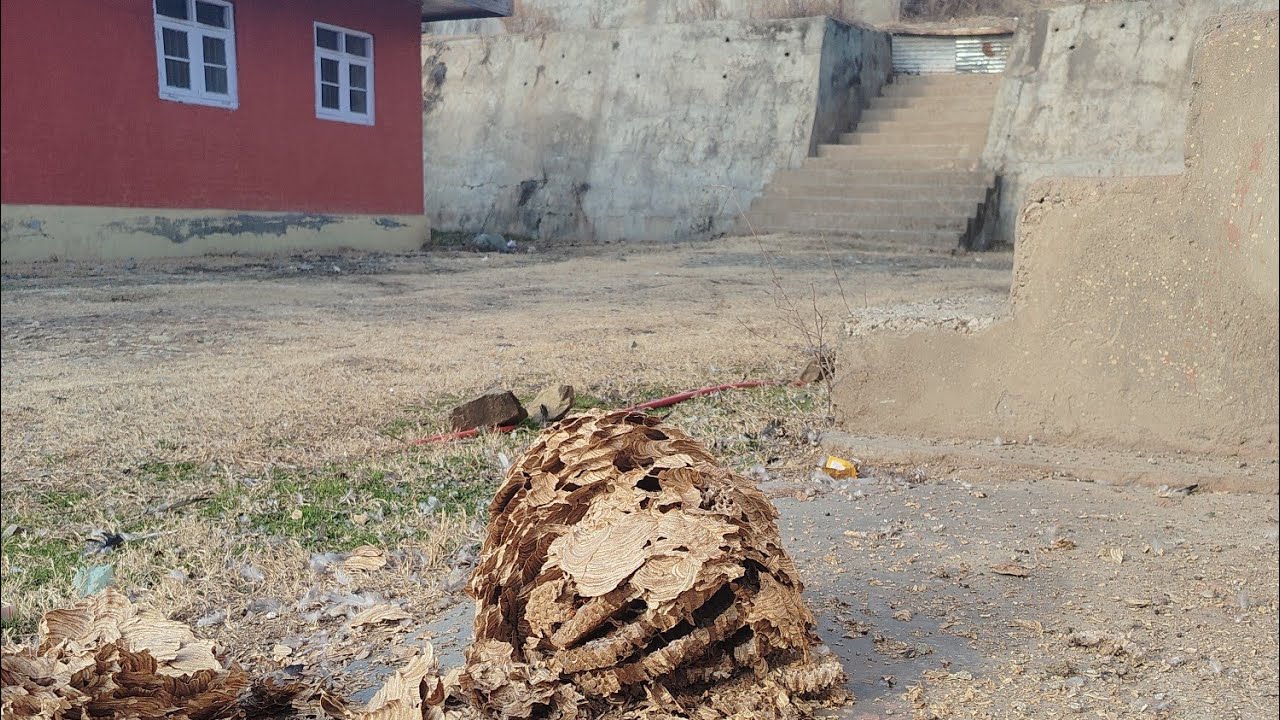 Hornet nest Found at ITI Lalpora dated 15-01-2026