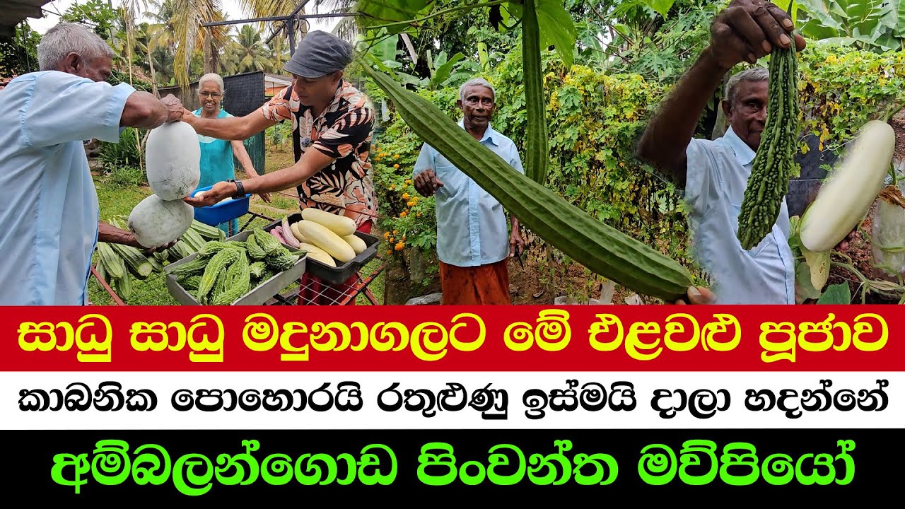 Pure Harvest – 100% Chemical-Free Farming! | Offering Alms to Meditating Monks in the Deep Forest