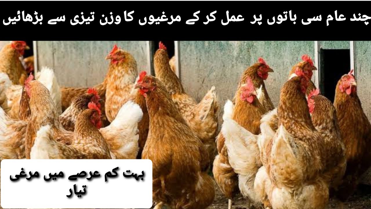 Quick Weight Gain Tips For Chickens || How to Increase Body weight of Hens || Poultry Tips