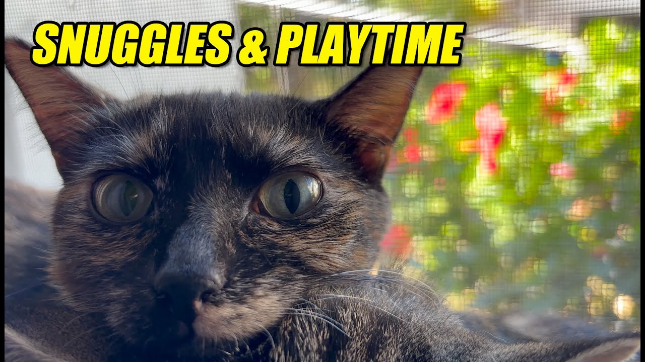 Checking In on Sailor Moon — Snuggles, Playtime & Chilling With the Cats
