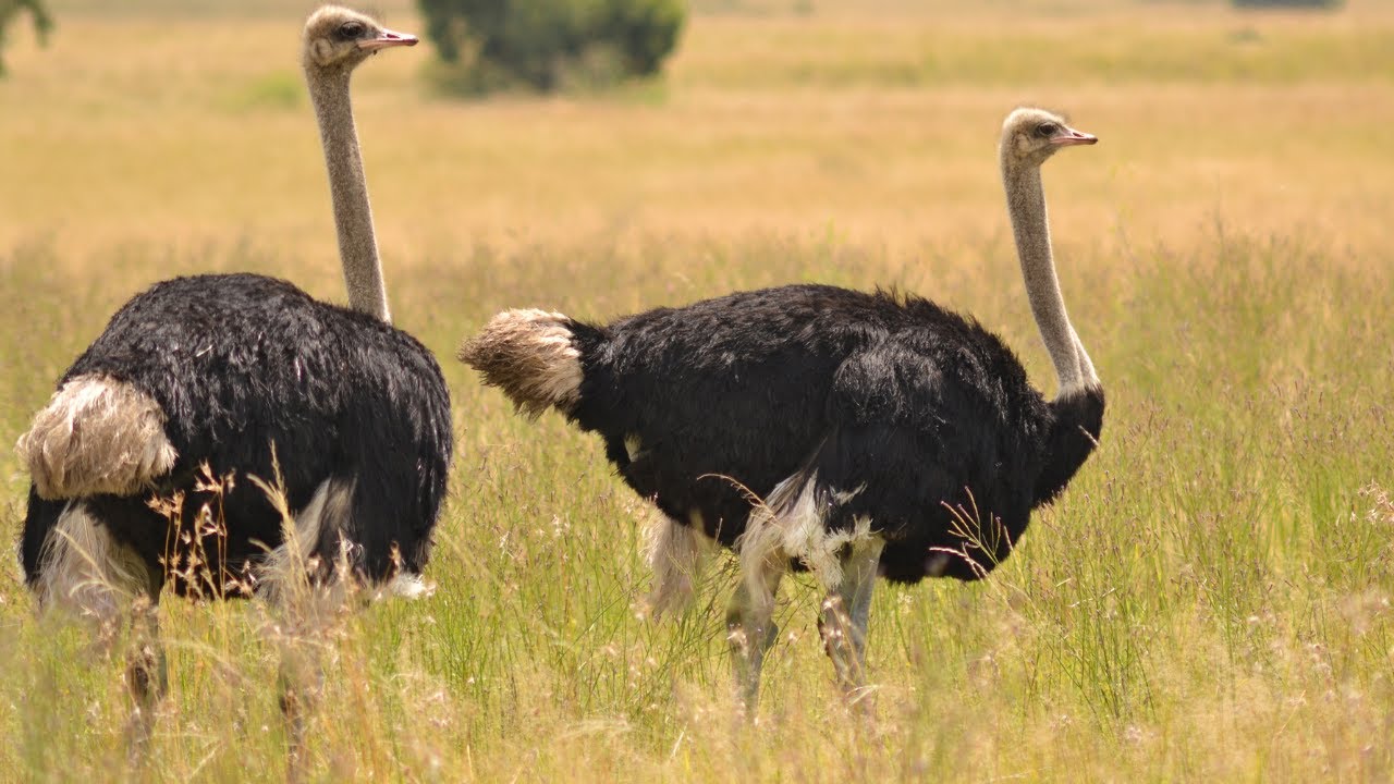 10 Interesting facts about Ostrich