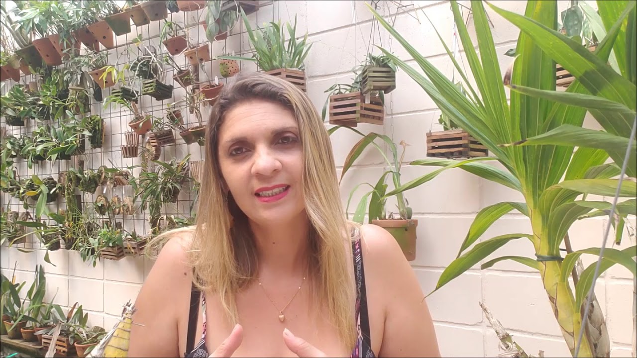 Floração de Cyrtopodium e suas diferenças com o Catasetum.