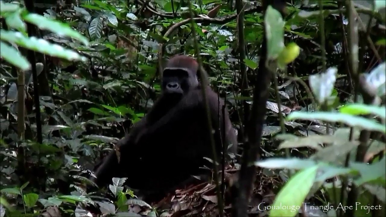 Goualougo Gorilla Snacks on Termites