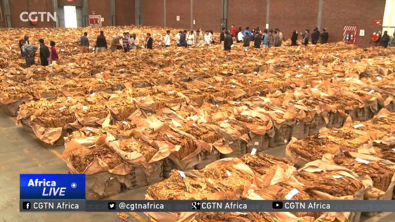 Zimbabwean tobacco farmers reap big from sales boom