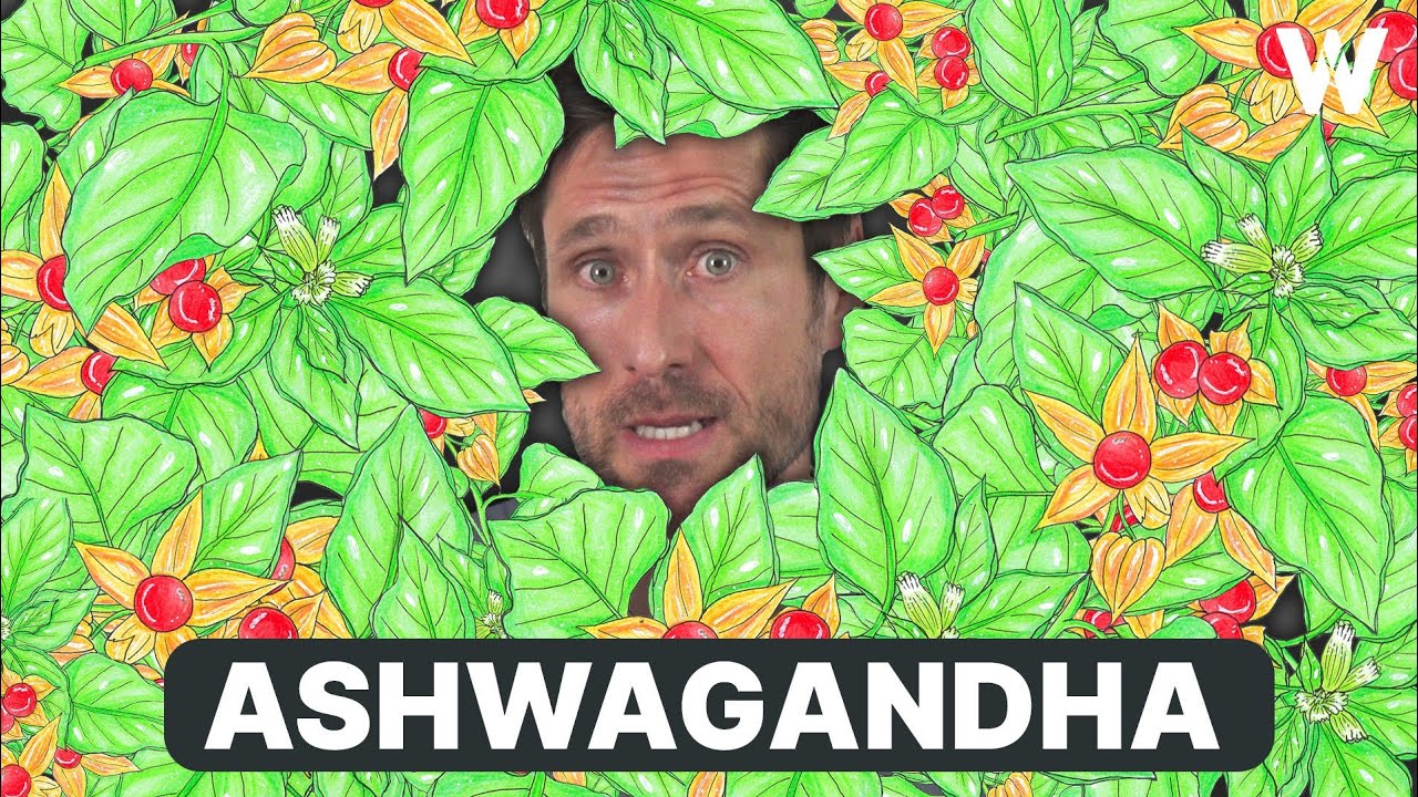 Brauchen wir Ashwagandha? Unabhängige Fakten zu Hype und Nutzen bei Stress, Angst & Muskelaufbau!