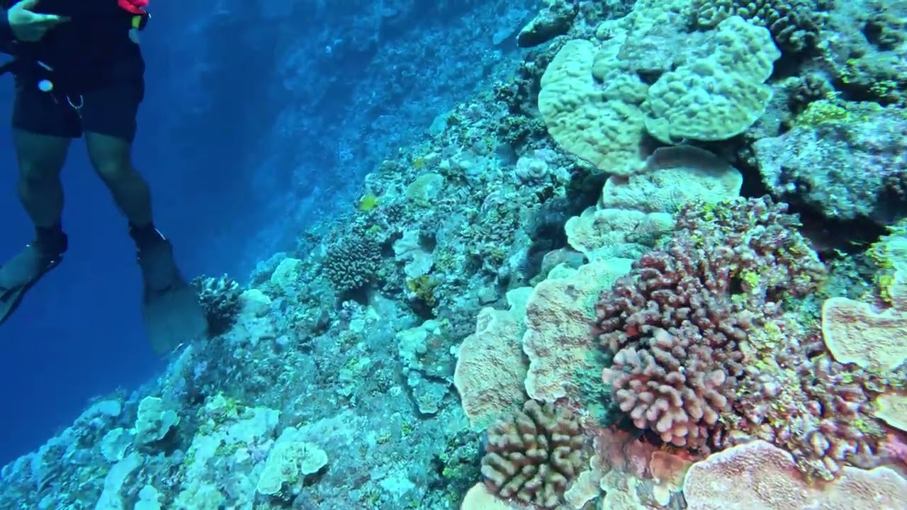 Diving with Santa in Tahiti at the Drop off with turtles