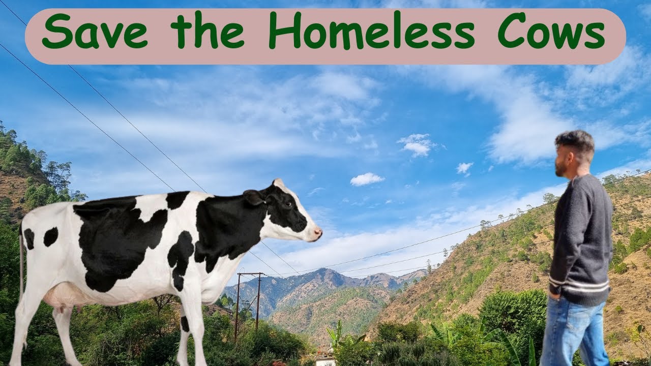 Saving Homeless Cows and Stray Cows: Awara Cow Advocacy | Awara cow 🐄 protect  🏠
