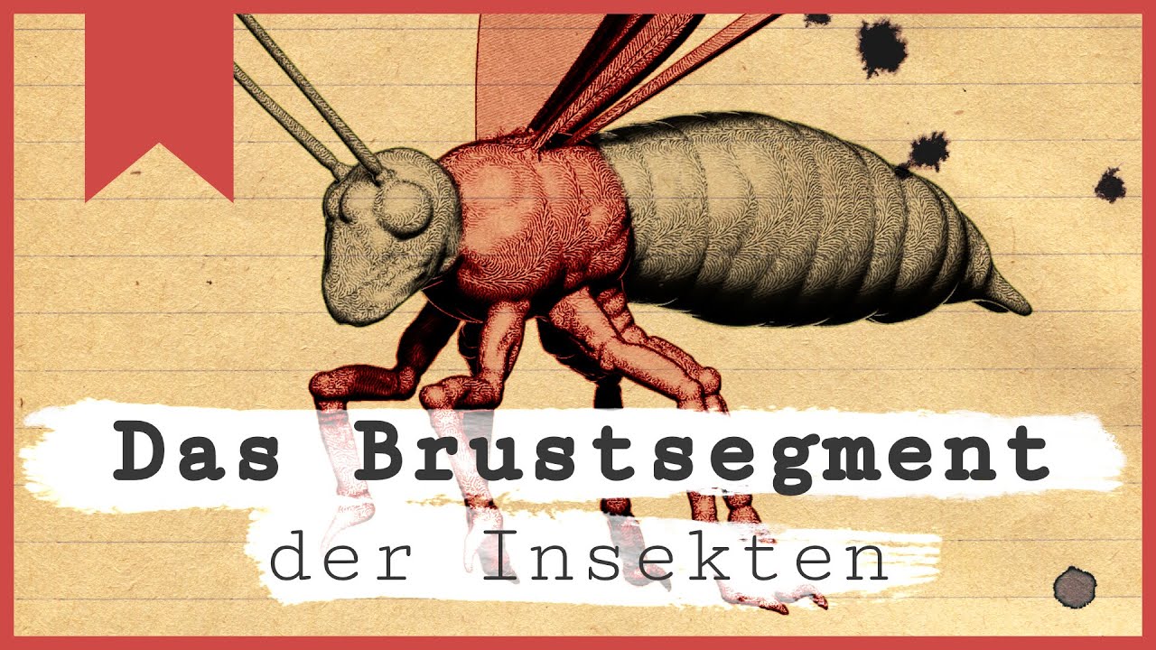 Das Brustsegment - Was ist ein Insekt? - Teil 2