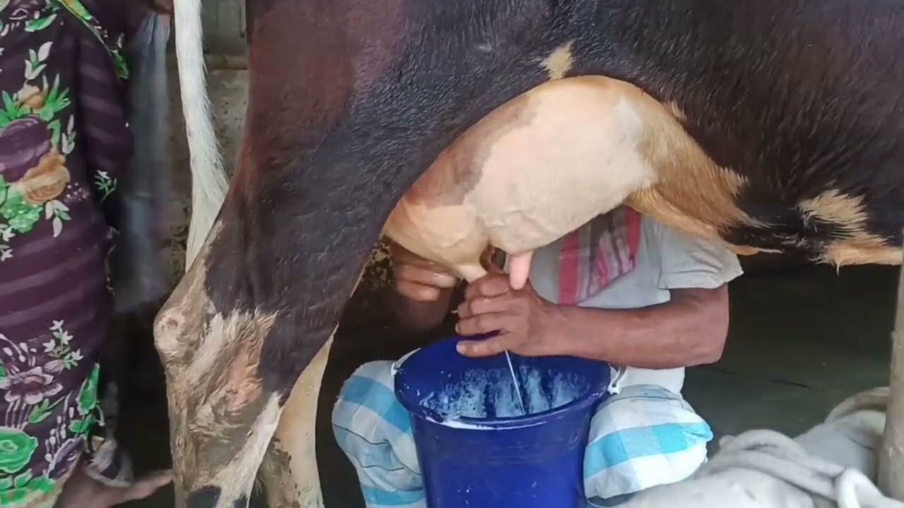 Cow Milking by hand Village Grandpa || Daily Cow Milking