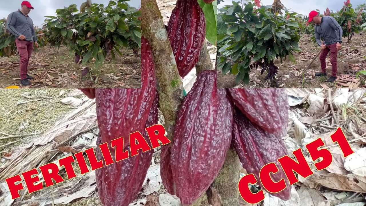 💪 &iexcl;COMO FERTILIZAR CACAO! 🍫 &iexcl;Multiplica tu producci&oacute;n haciendo una correcta fertilizaci&oacute;n! 🌿📈