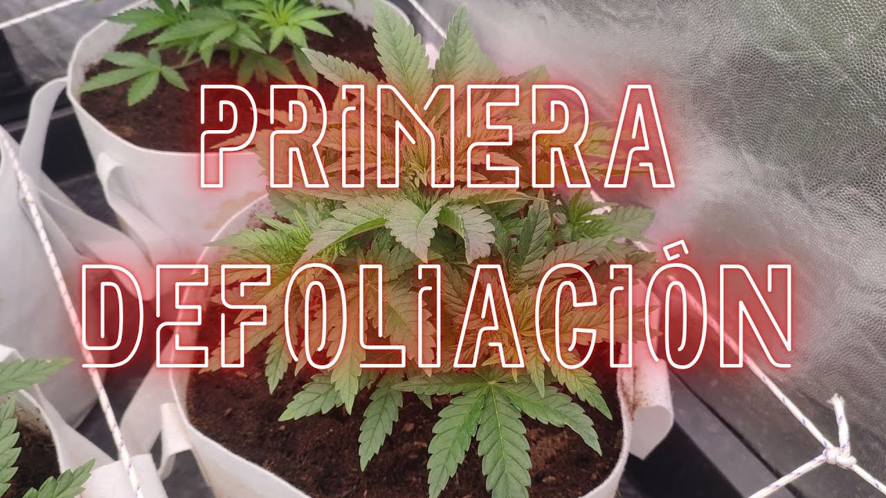 🌱 CAP&Iacute;TULO 4 | PRIMERA DEFOLIACI&Oacute;N | SEMANA 4 DE CRECIMIENTO 🌱