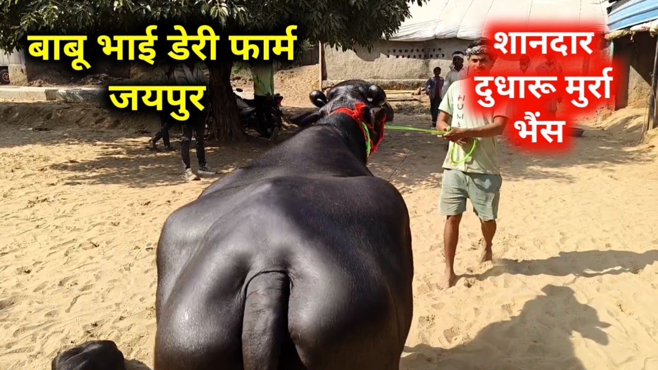 Babu Bhai Dairy Farm Jaipur 25 October 2025 Jaipur Animal Market Jaipur Buffalo Dairy Farm | pash...