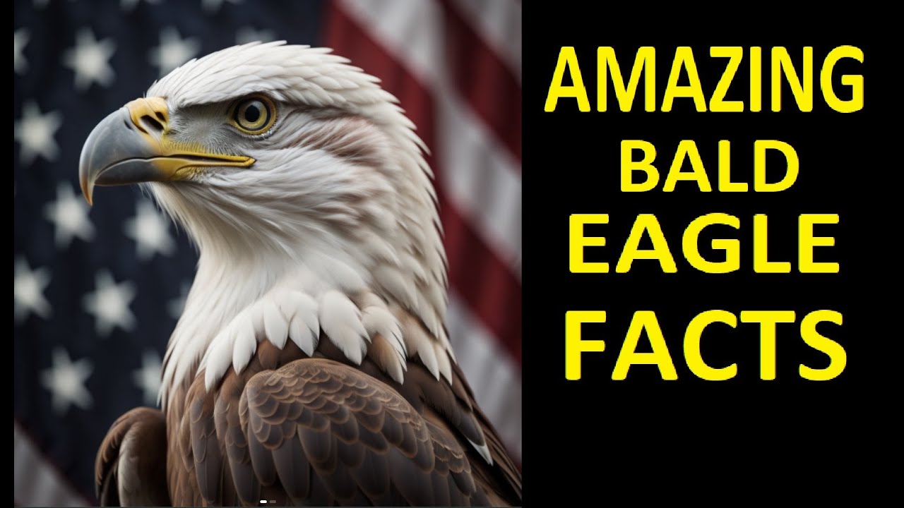 Fascinating Facts About Bald Eagles | America's Majestic Symbol of Freedom and Resilience