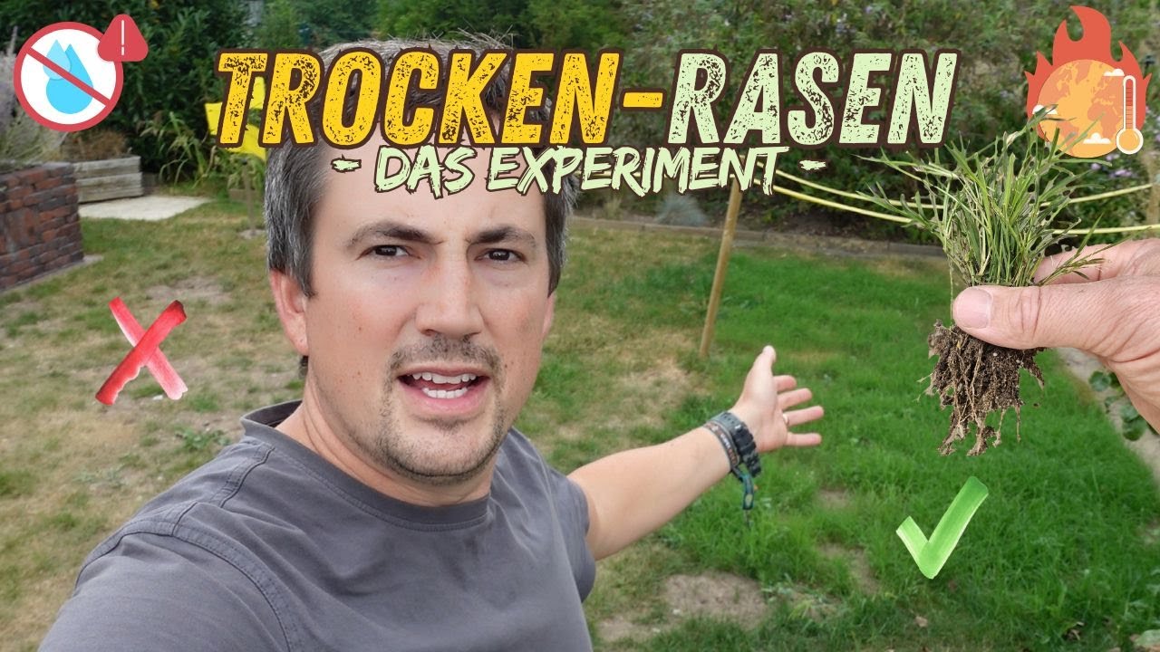 Trockenheitsresistenter Rasen? | Bermudagras | Experiment