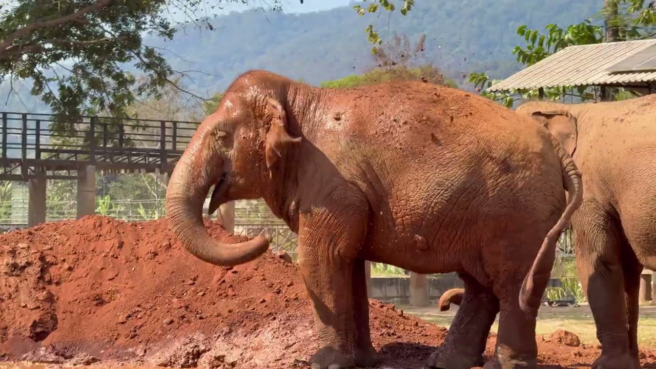 Elephant Nature Park Chiang Mai | Ethical Elephant Sanctuary & Skywalk Experience in Thailand