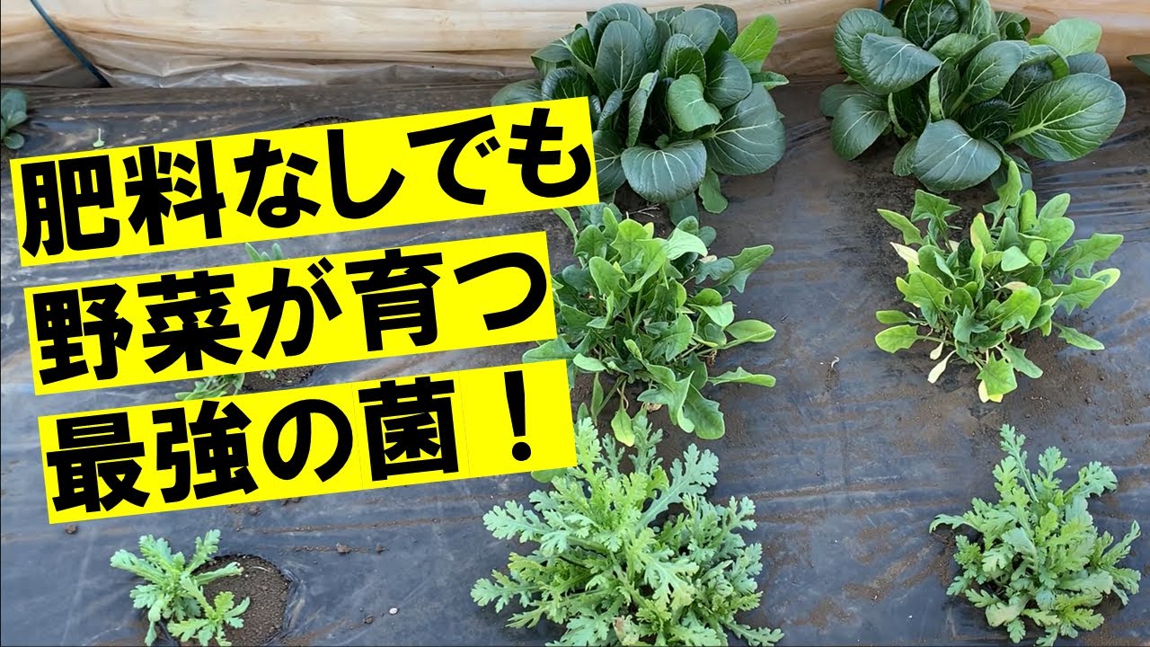 根を増やす菌が見つかりました！　乳酸菌/イースト菌/ビール酵母菌　※動画内で使用したナットウキナーゼは納豆菌そのものではありませんでした。よって納豆菌は除外してご参照ください。