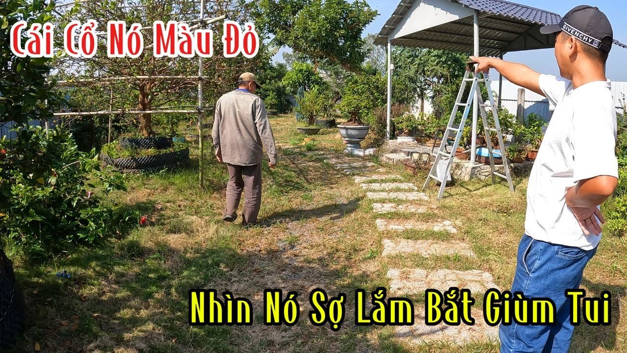 Truy Tìm Con Rắn Đầu Xanh Cổ Đỏ Trong Khu Vườn Mai Giúp Ông Chủ Nhỏ | Mười Thương SB