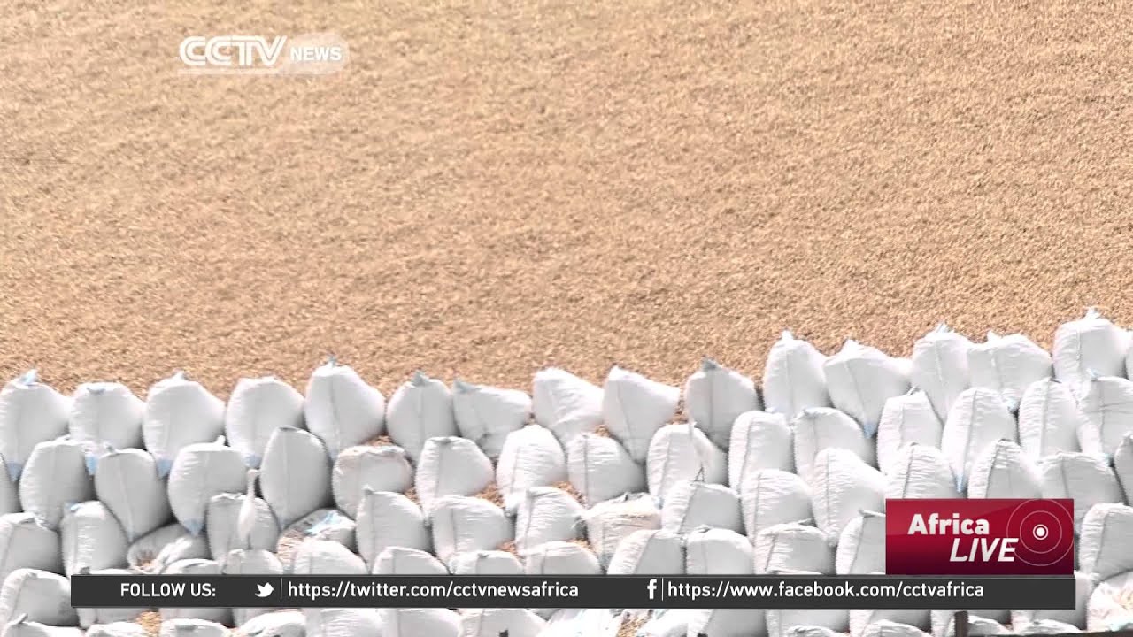 Senegalese peanut farmers eagerly await upcoming harvest