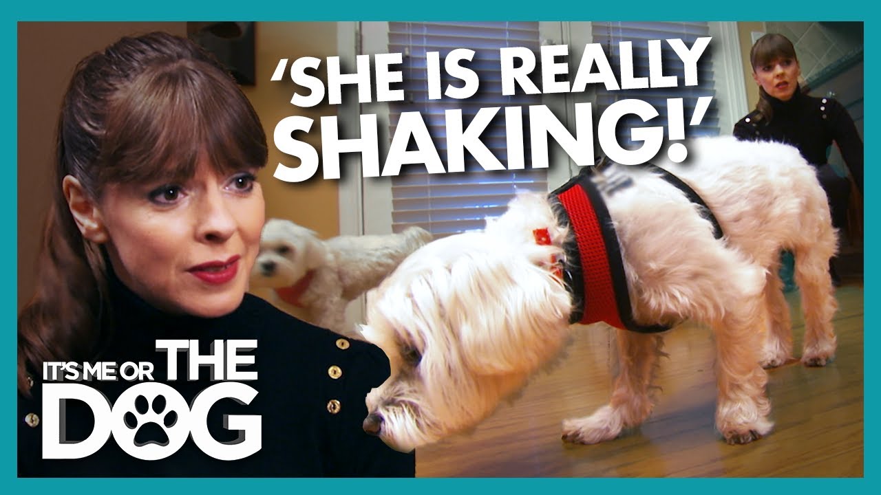 Виктория, напуганная собакой, БОИТСЯ деревянных полов | Или я, или собака