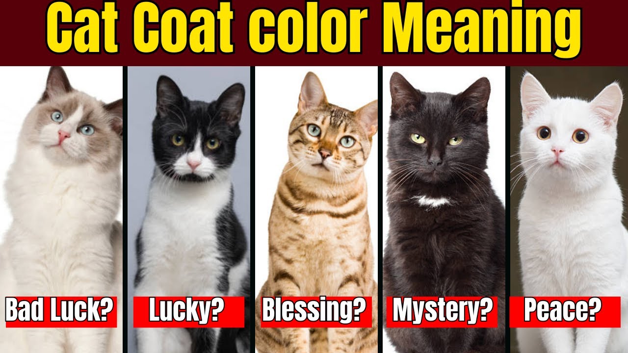 The Secret Meaning Behind Your Cat&rsquo;s Personality According to Its Coat Color