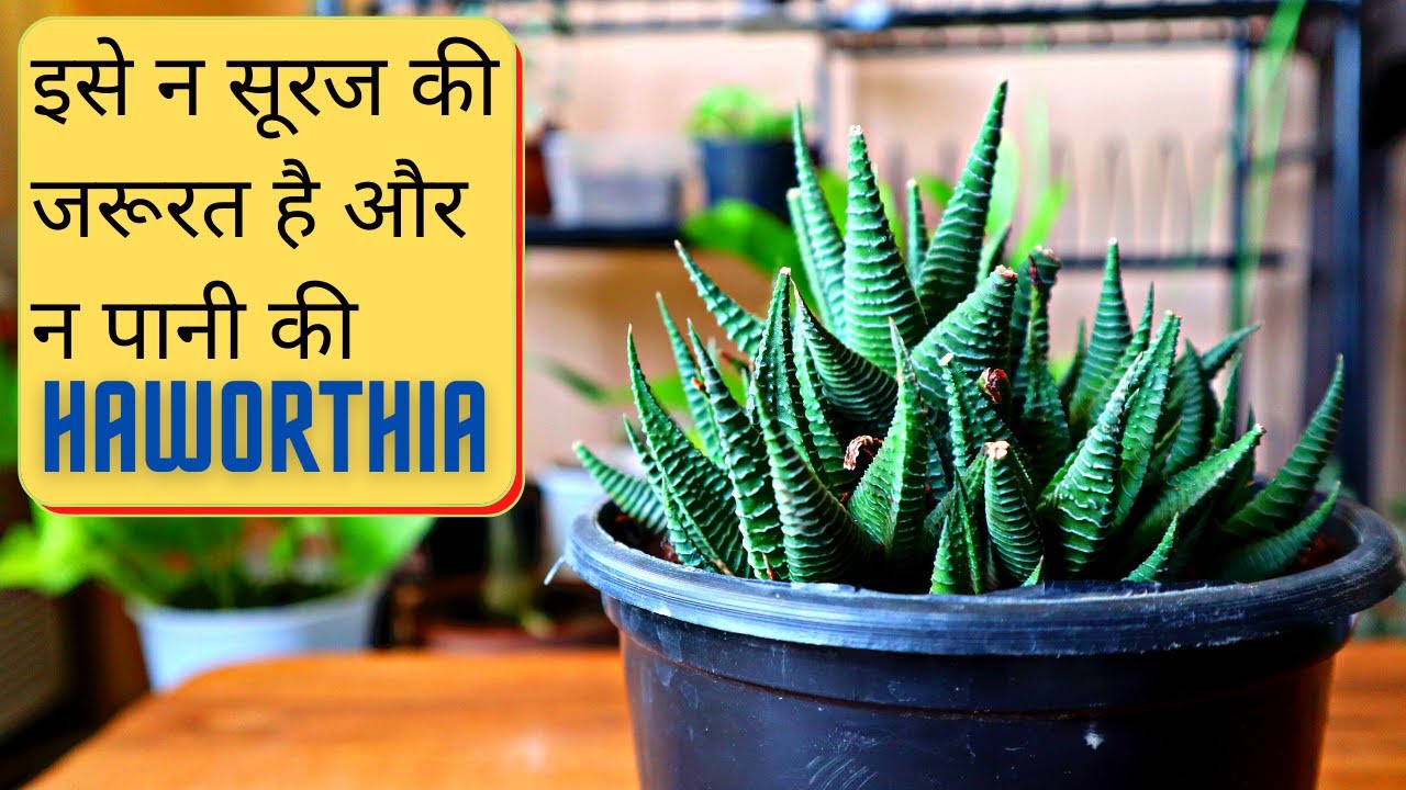 बिगिनर्स के लिए बहुत आसान पौधा | Haworthia Limifolia Plant care | Zebra plant | Bagicha Vlogger