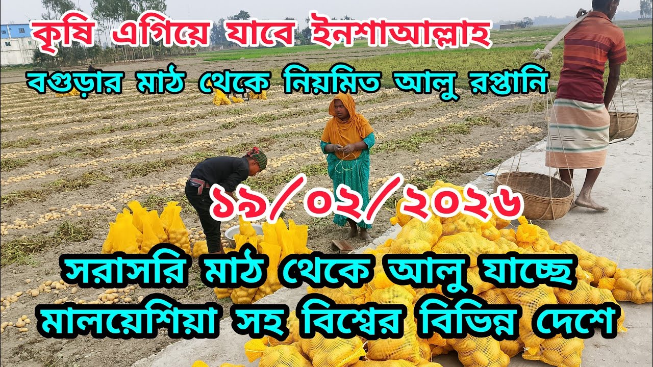 ১৯/০২/২০২৬ইং প্রতি দিন মাঠ থেকে সরাসরি আলু রপ্তানি চলমান মালয়েশিয়া |বগুড়ার কৃষক খুশি #আলুরপ্তানি২০২৬