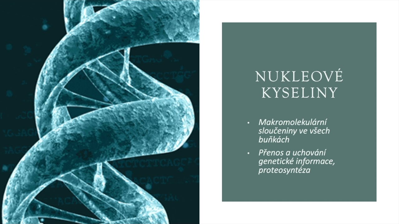 Nukleov&eacute; kyseliny