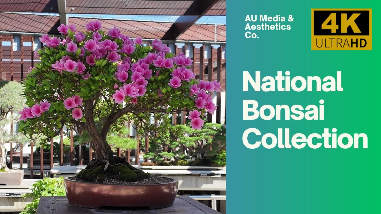 National Bonsai and Penjing Collection [4K60] Australian National Arboretum in Canberra