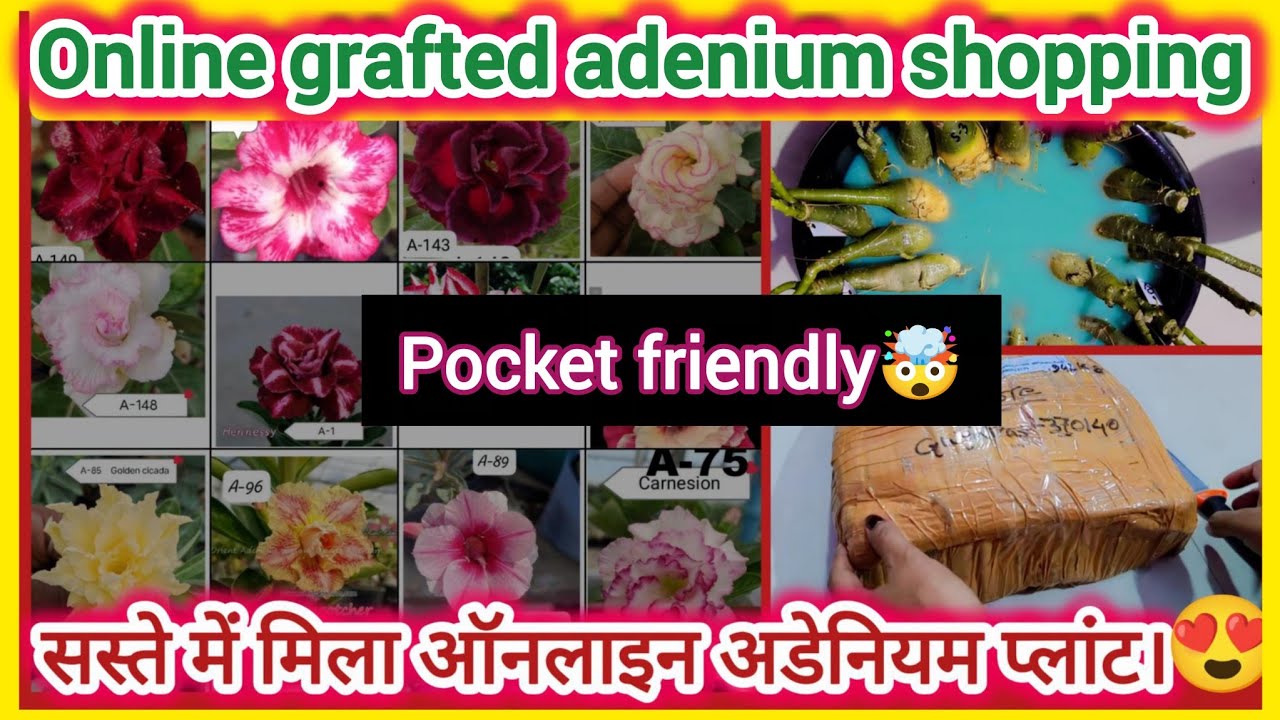   सस्ते ऑनलाइन ग्राफ्टेडअडेनियम के पौधे।।  Online Grafted Adenium Plant Shopping 🛍️#adeniumplant