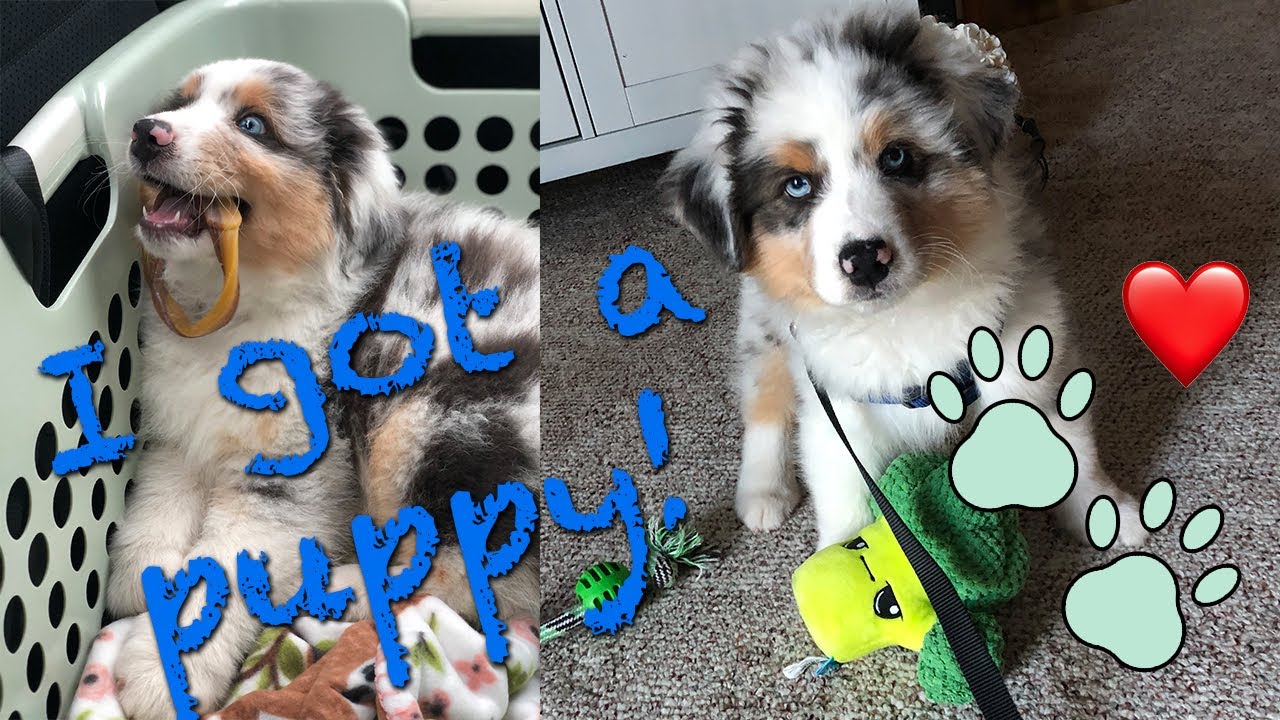 Jester's First Week Home | AUSTRALIAN SHEPHERD PUPPY