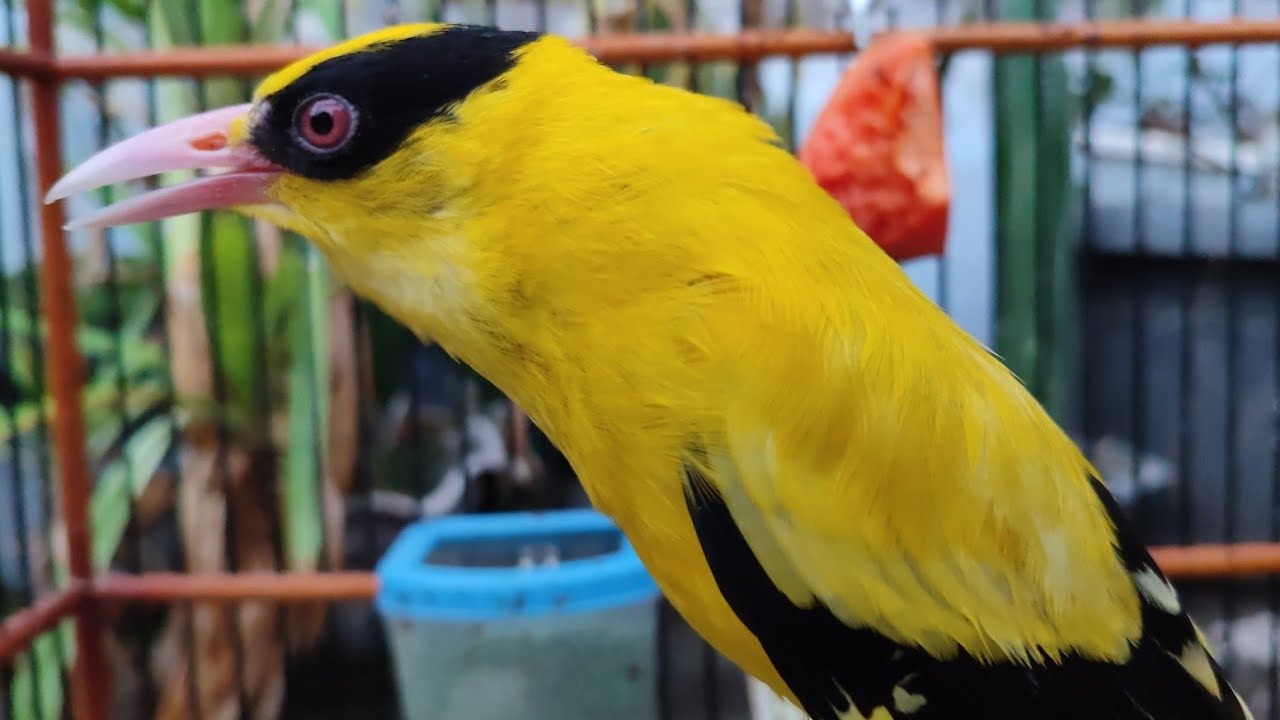 PERAWATAN BURUNG KEPODANG MABUNG YANG SIMPLE