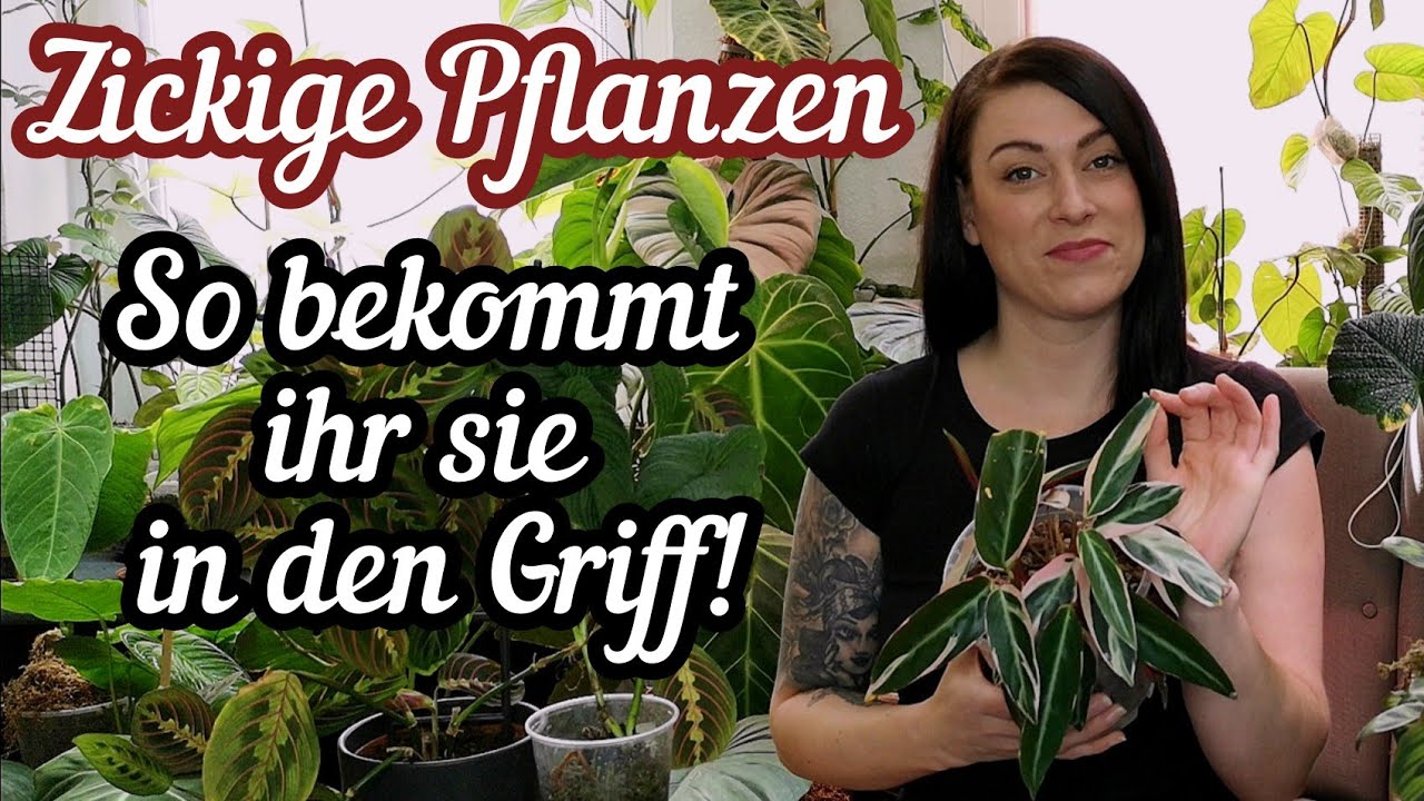 Schwierige Zimmerpflanzen pflege | calathea splendidum lynhannoniae uvm