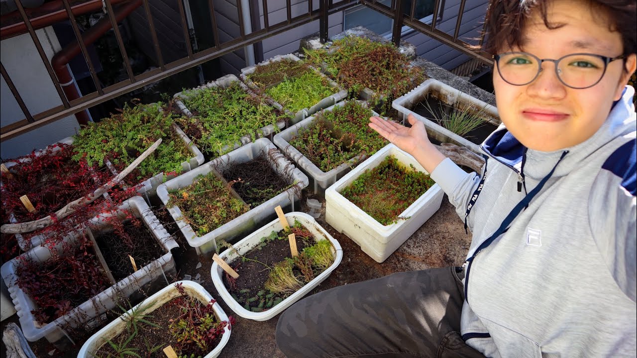 Getting Rid of my Emersed Aquatic Plant Collection :(