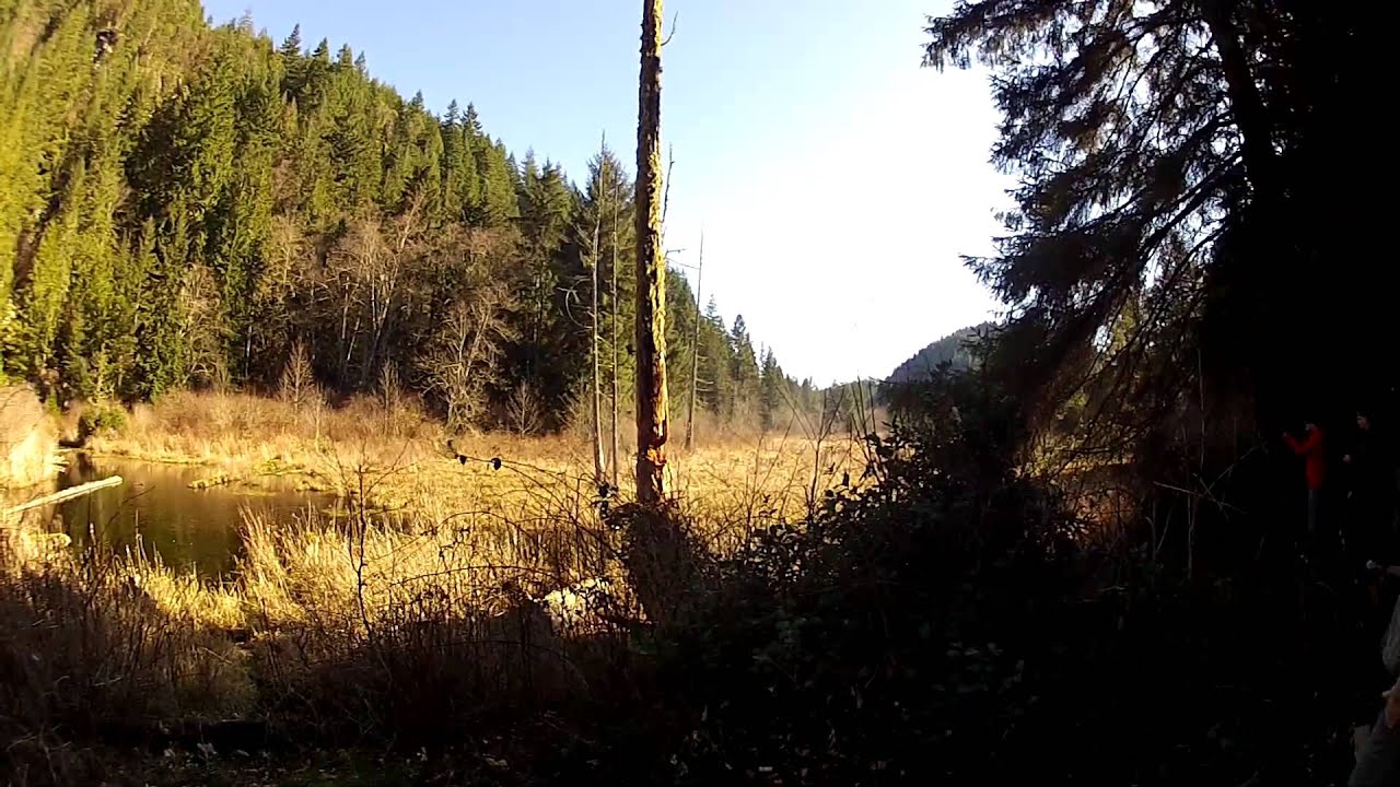 Shooting down an old tree with lots of ammo