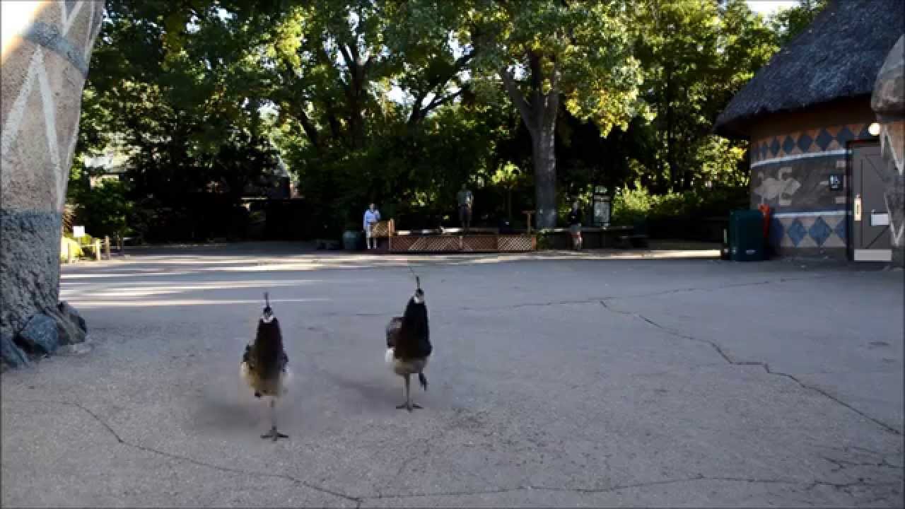 Peachick training video PRIDE Oct 2015