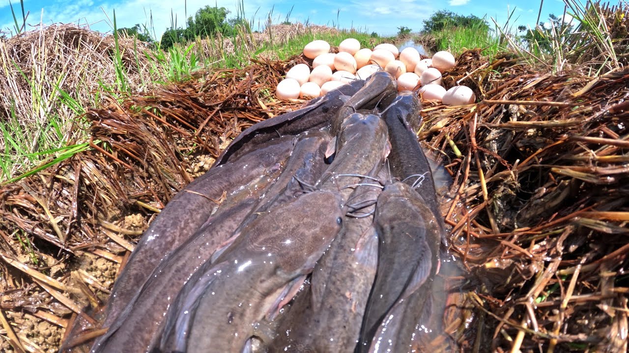 amazing fishing! catch fish ln the rice field pick a lot of duck eggs under the straw after the rain
