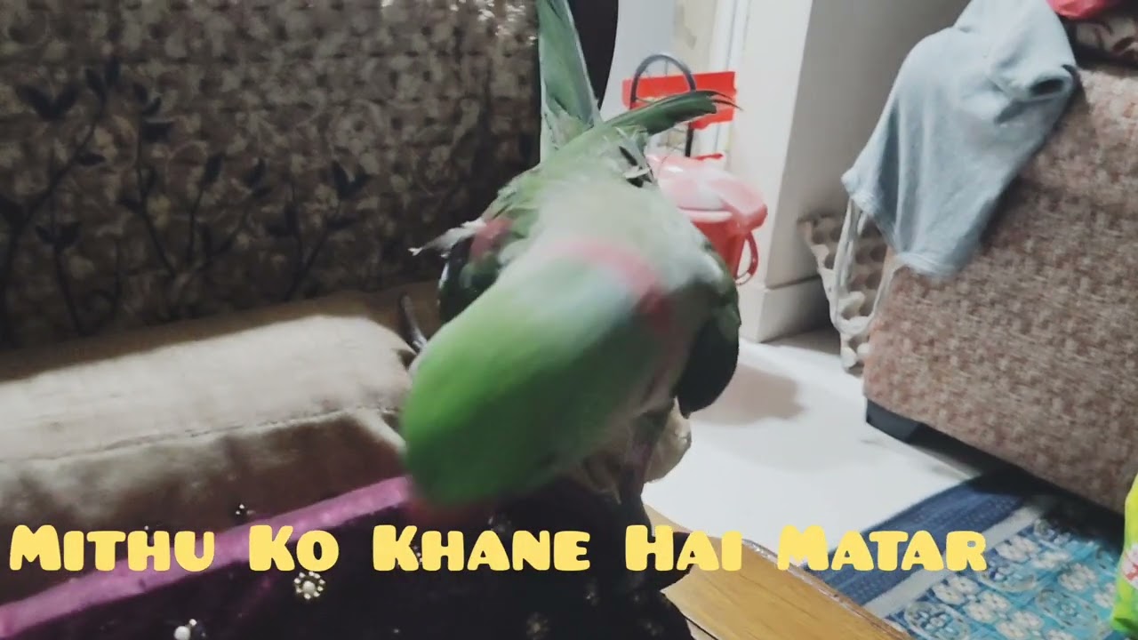 Mithu Ko Sare Matar 🫛 Khane Hai 🫣😛🤠 sm#koi sabzi nahi banegi 😝😝😎😂#talking funny Mithu Parrot 🦜😂🤣😎