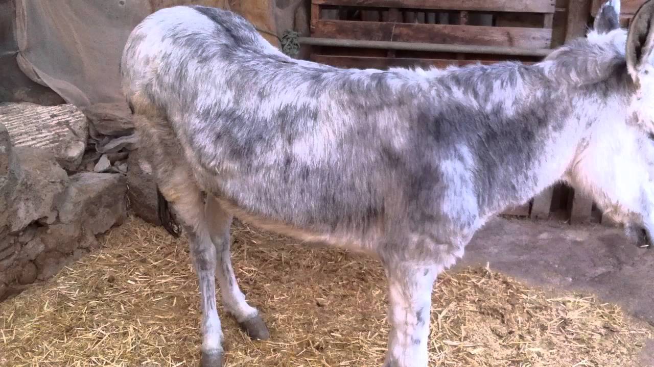 Burro enano y Pony hembra.