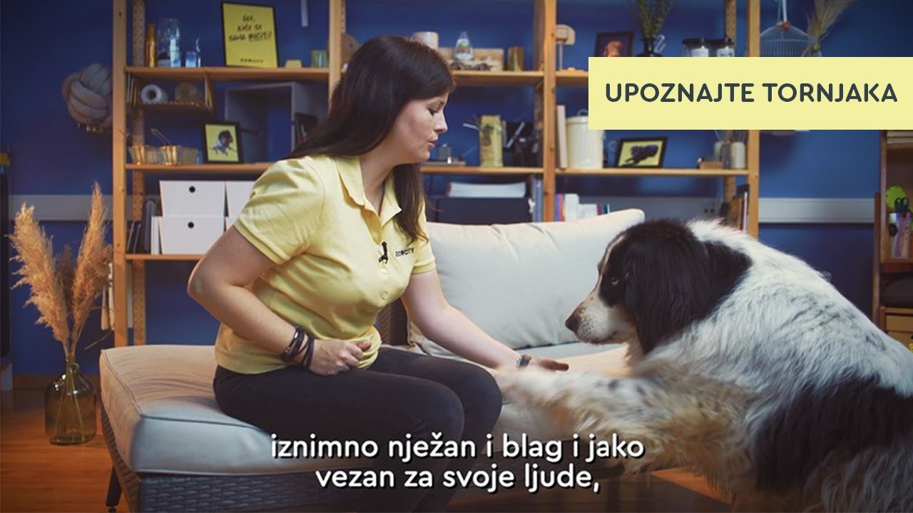 Tornjak - jak, snažan i lojalan