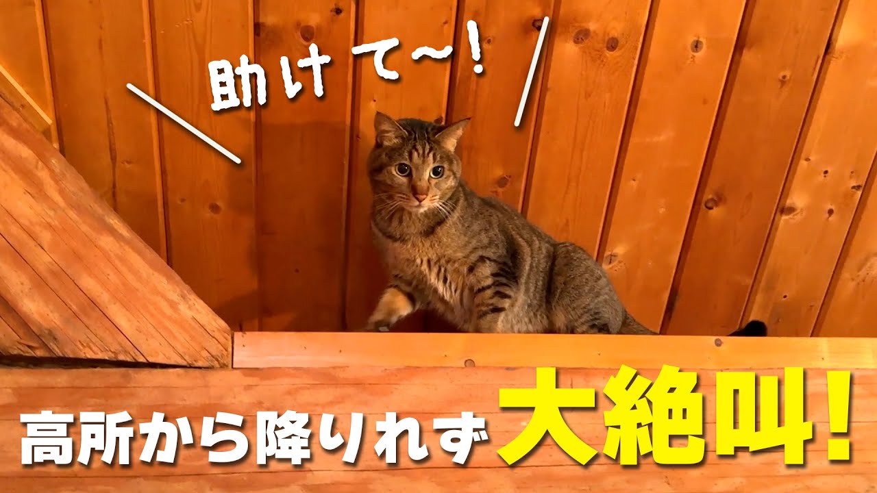 ログハウスの高台に登ったが降りれなくなり情けなく号泣しちゃう猫