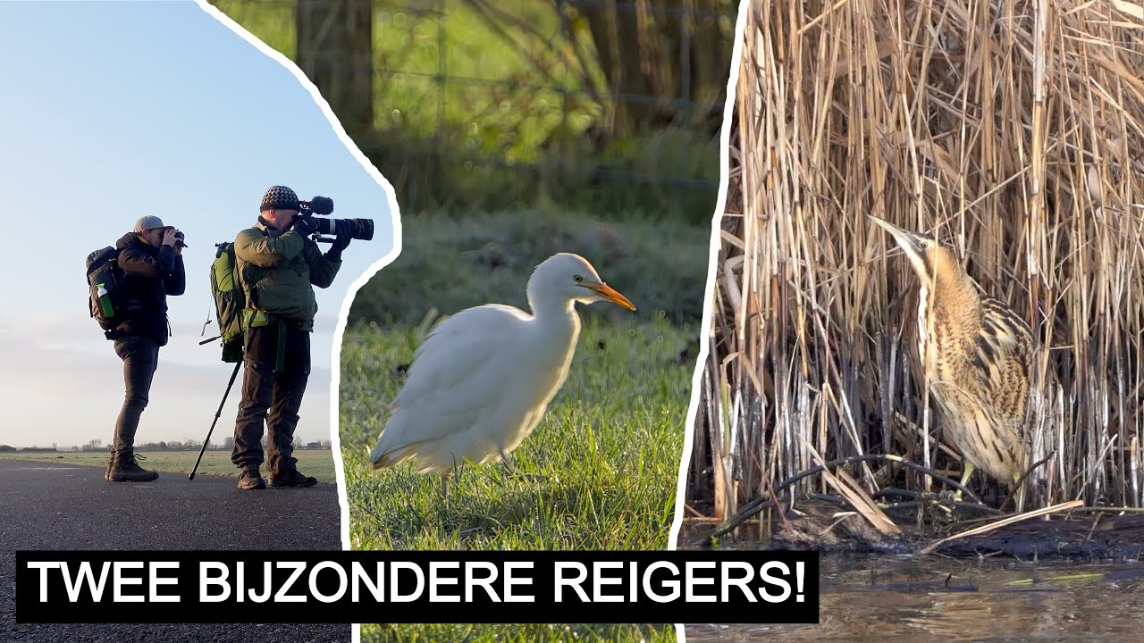 #240: Koereigers en een roerdomp! | Sony A7 III